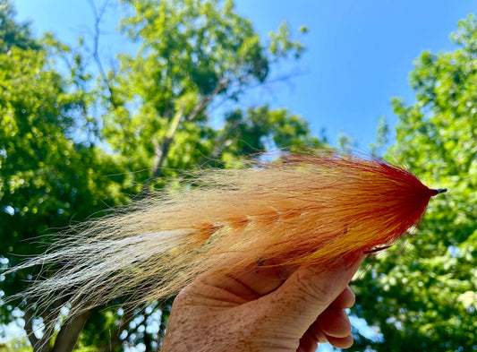 Beast Fly - Tan tail transitioning to dark orange head