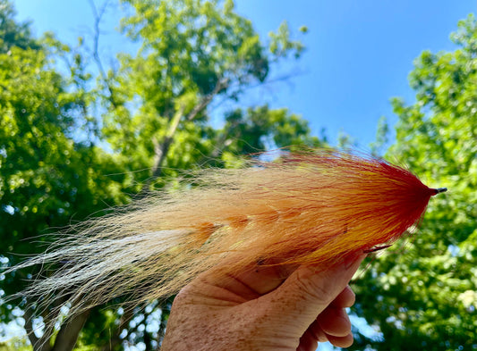 Beast Fly - Tan tail transitioning to dark orange head