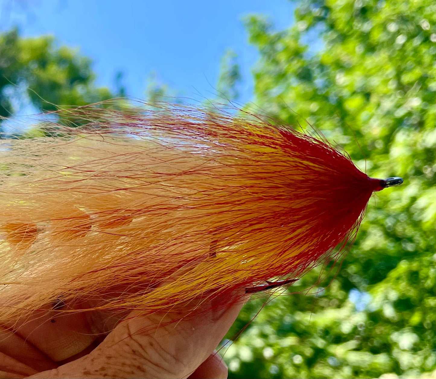 Beast Fly - Tan tail transitioning to dark orange head