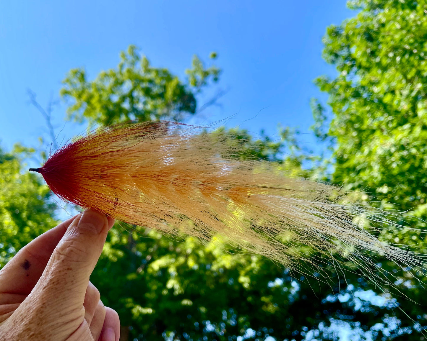 Beast Fly - Tan tail transitioning to dark orange head
