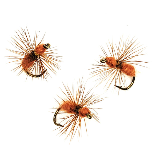 Brown Ant - (Pack of 3)