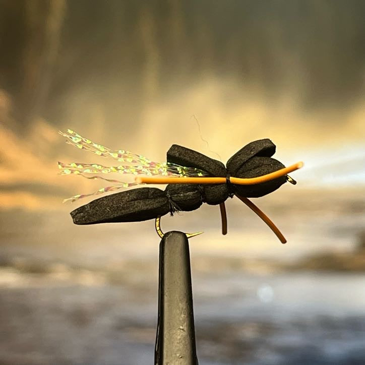 Cicada - (Pack of 3)