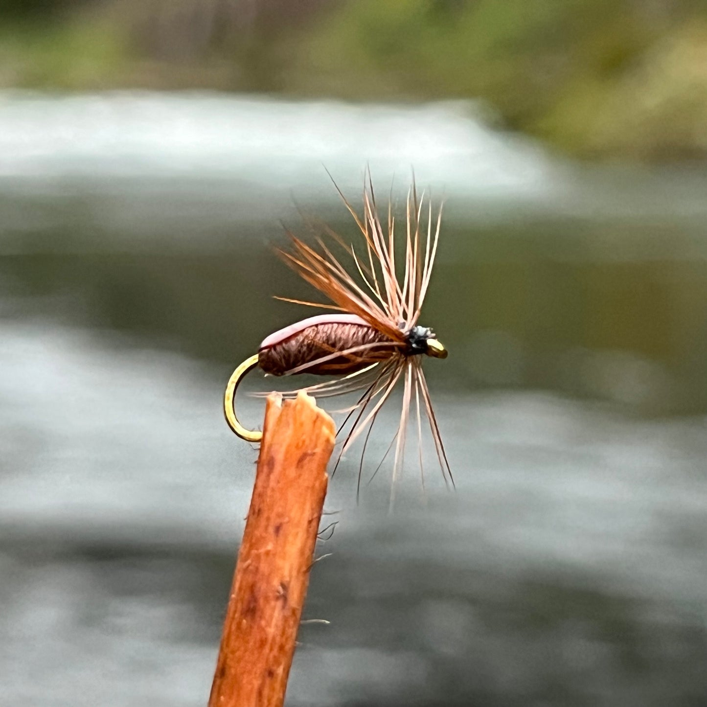 Brown Beetle - (Pack of 3)