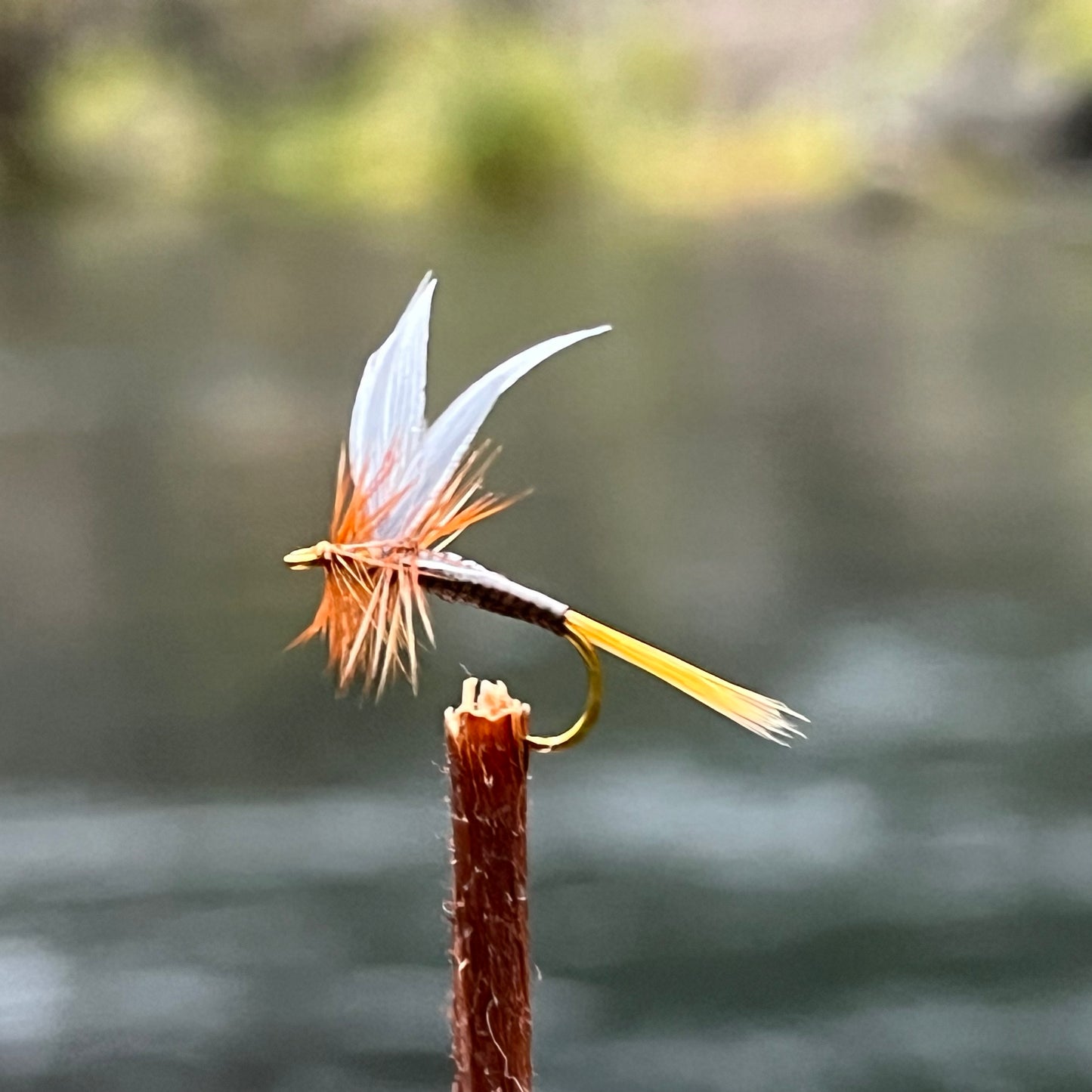 Ginger Quill - (Pack of 3)