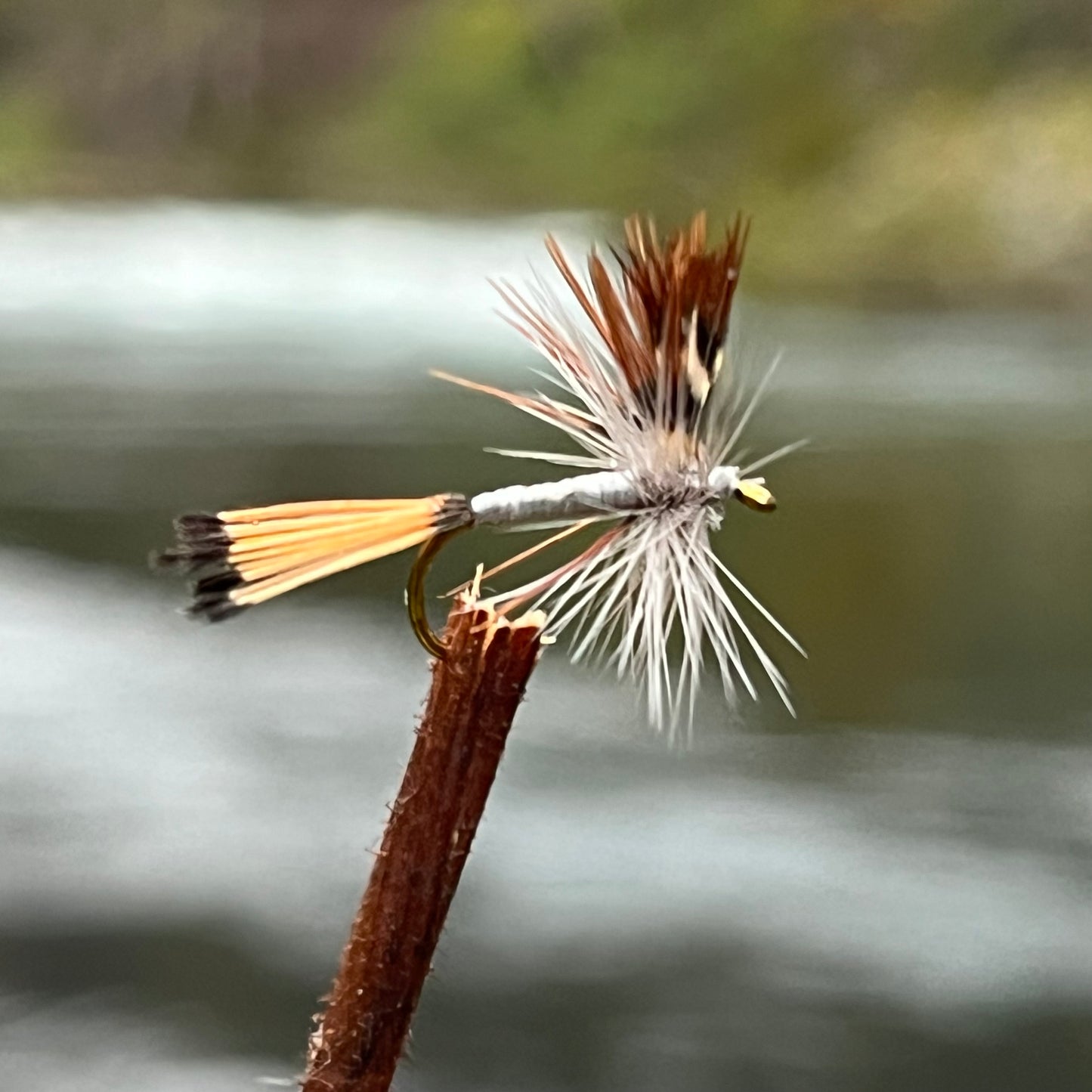 Mayfly - (Pack of 3)