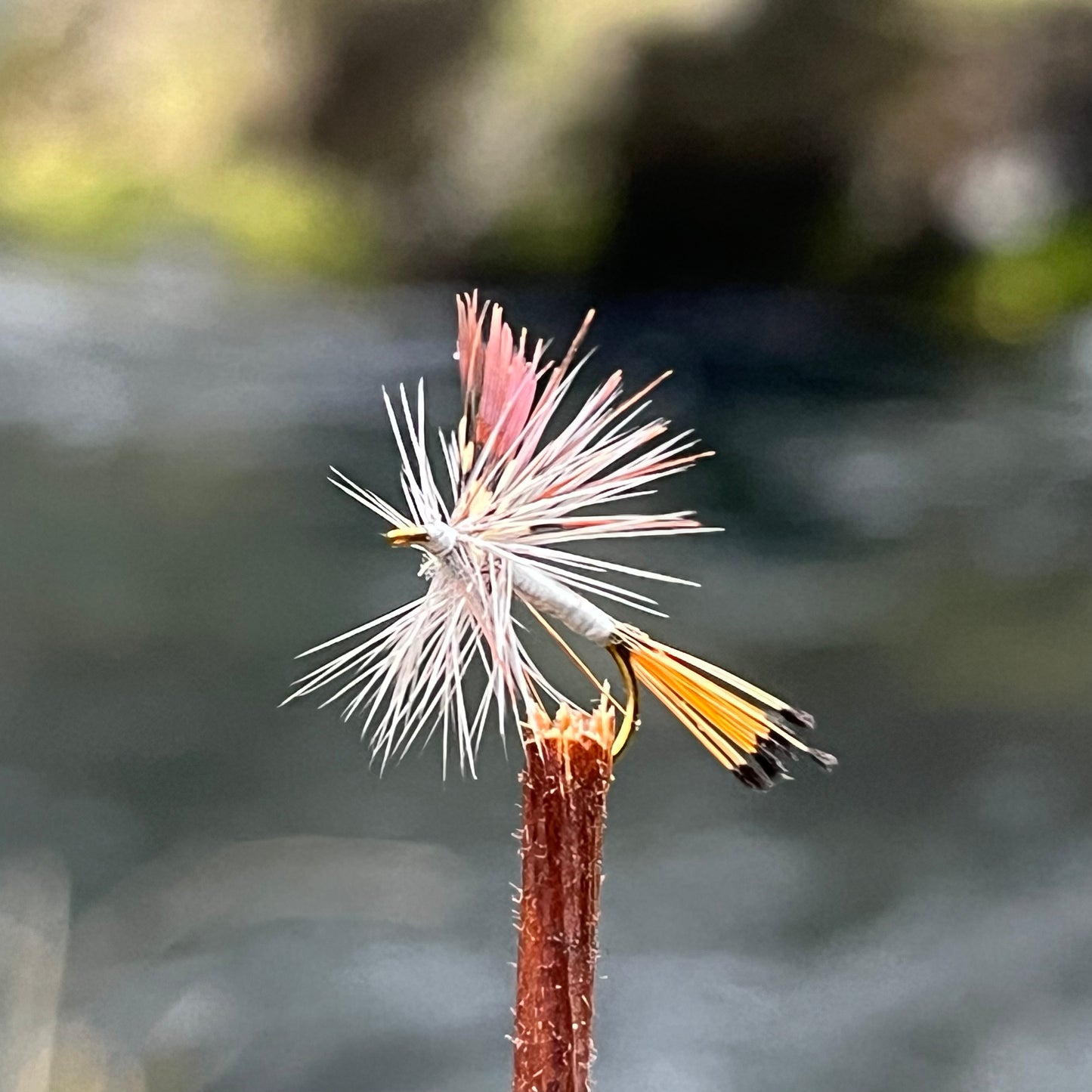 Mayfly - (Pack of 3)