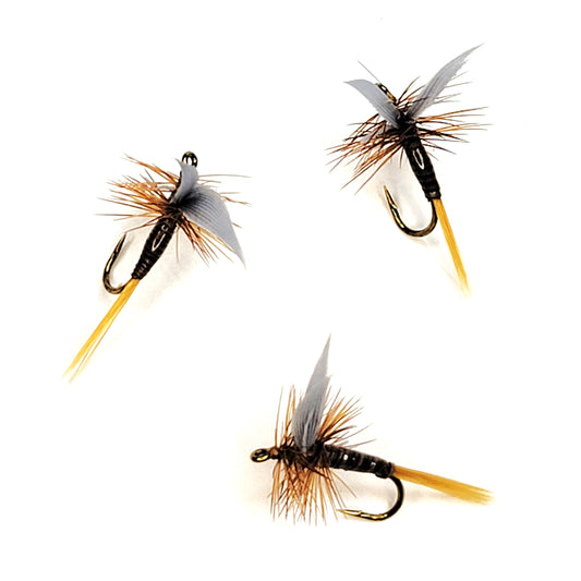 Ginger Quill - (Pack of 3)