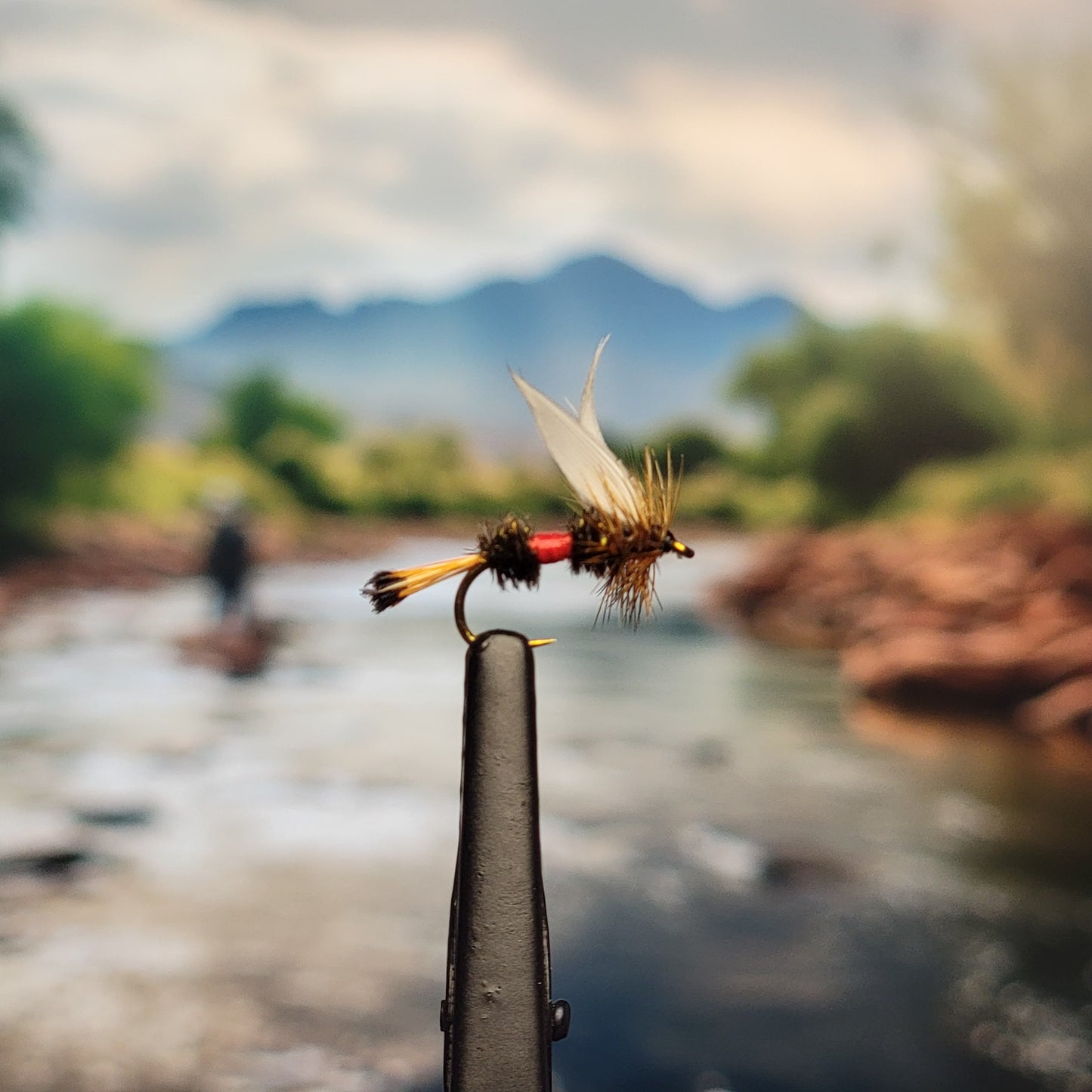 Royal Coachman - (Pack of 3)