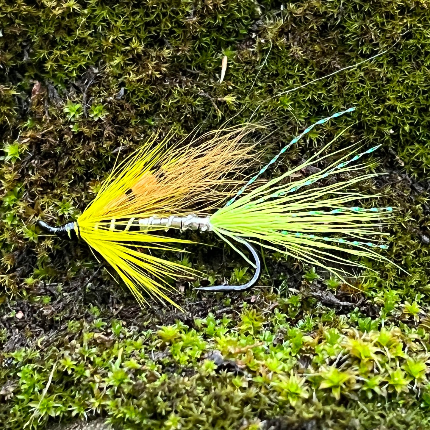 Ally's Shrimp Green Yellow