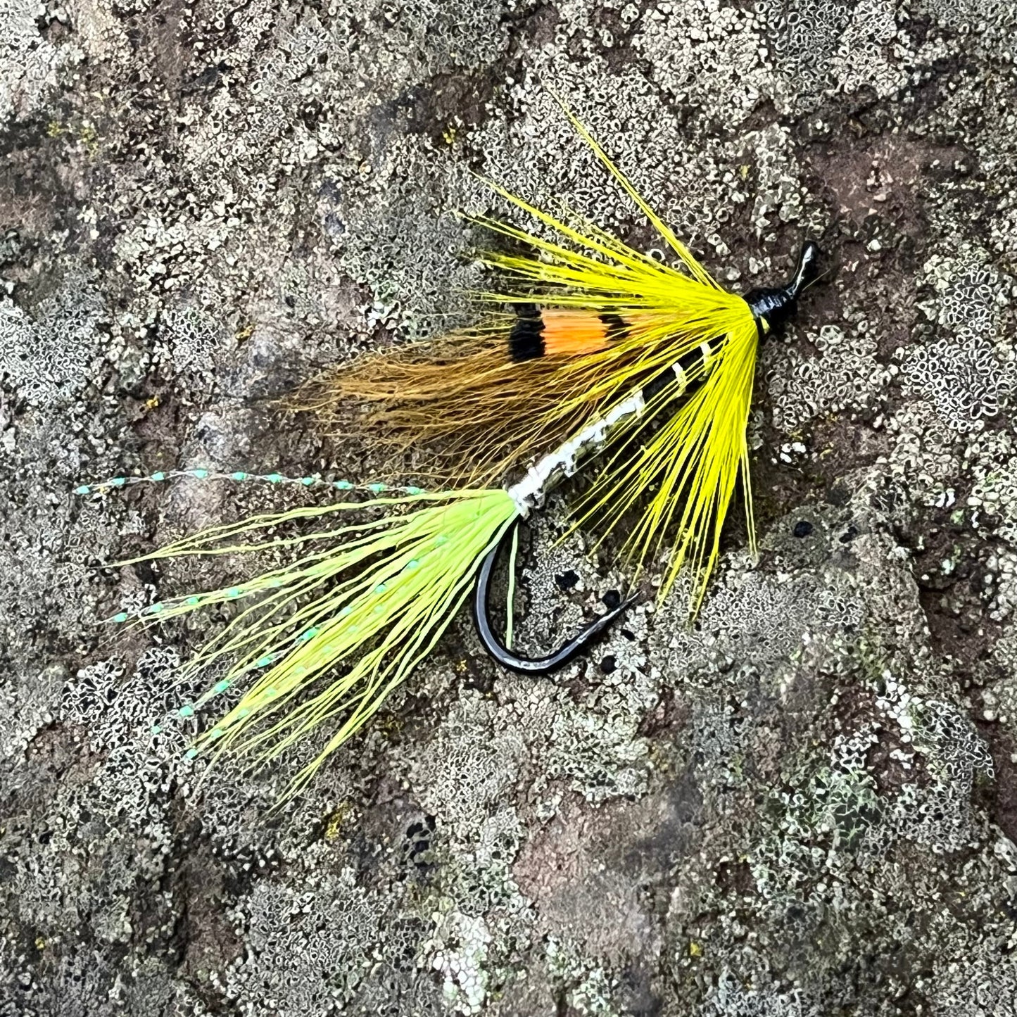 Ally's Shrimp Green Yellow