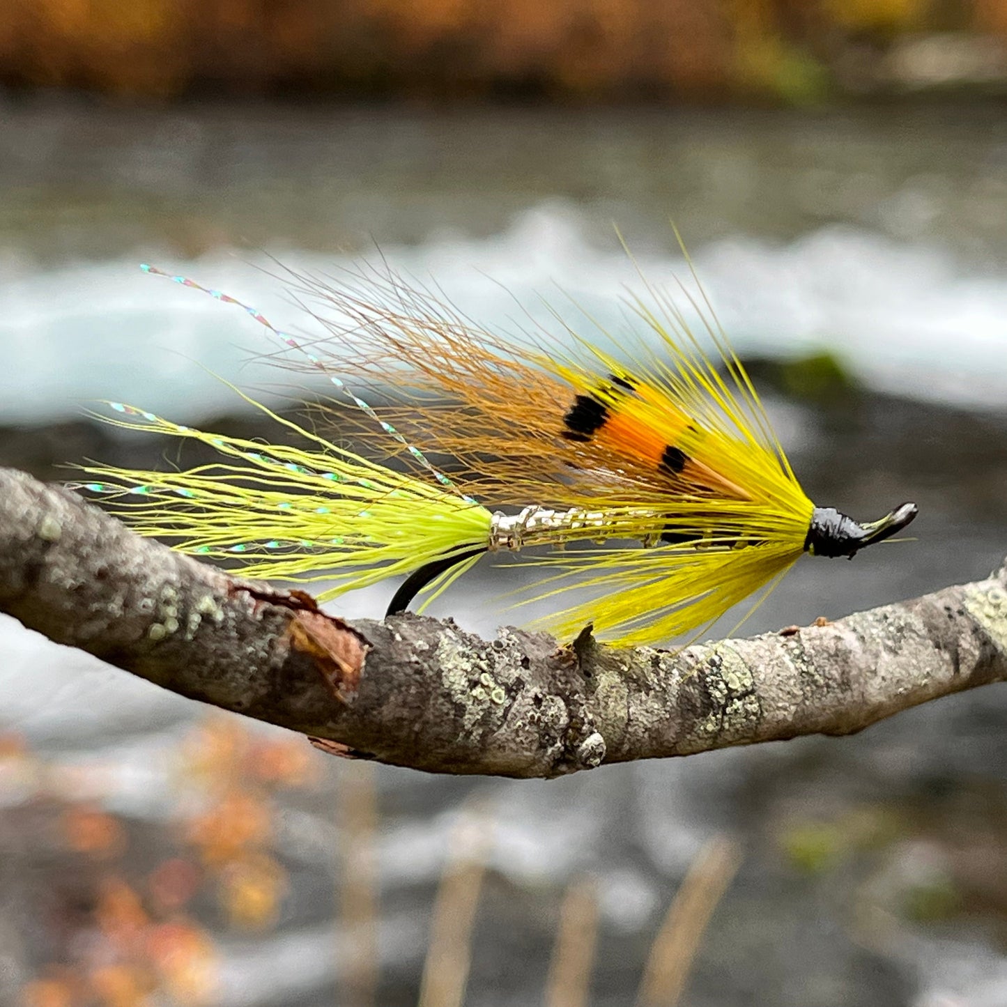 Ally's Shrimp Green Yellow