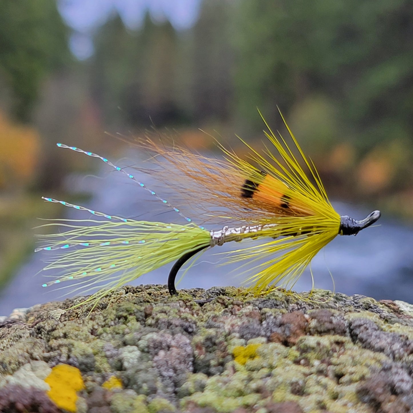 Ally's Shrimp Green Yellow