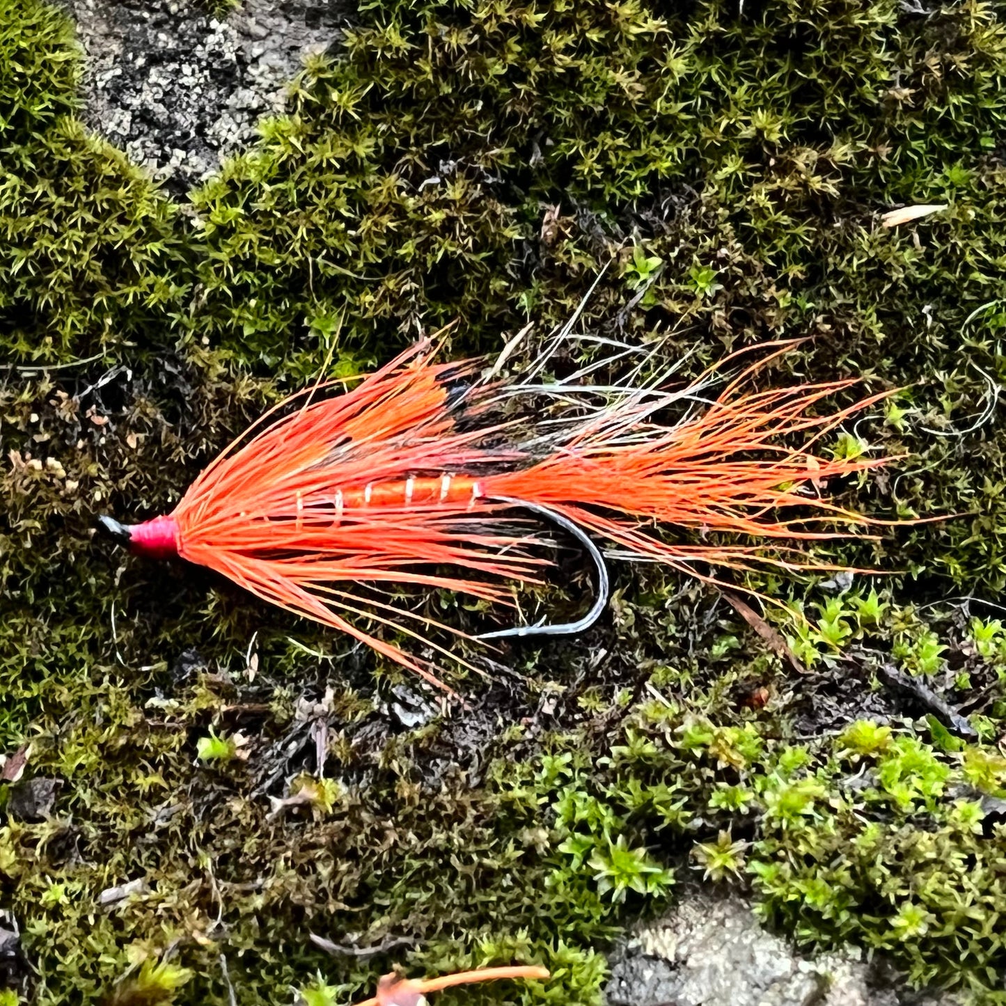 Ally's Shrimp Orange