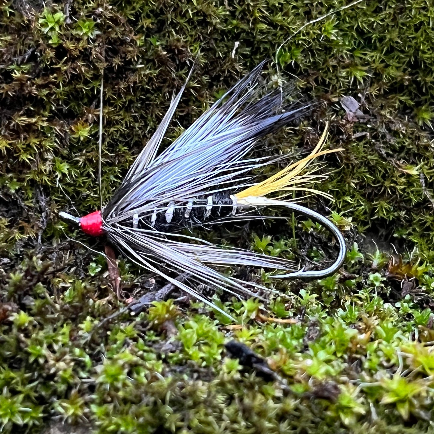 Black Rat