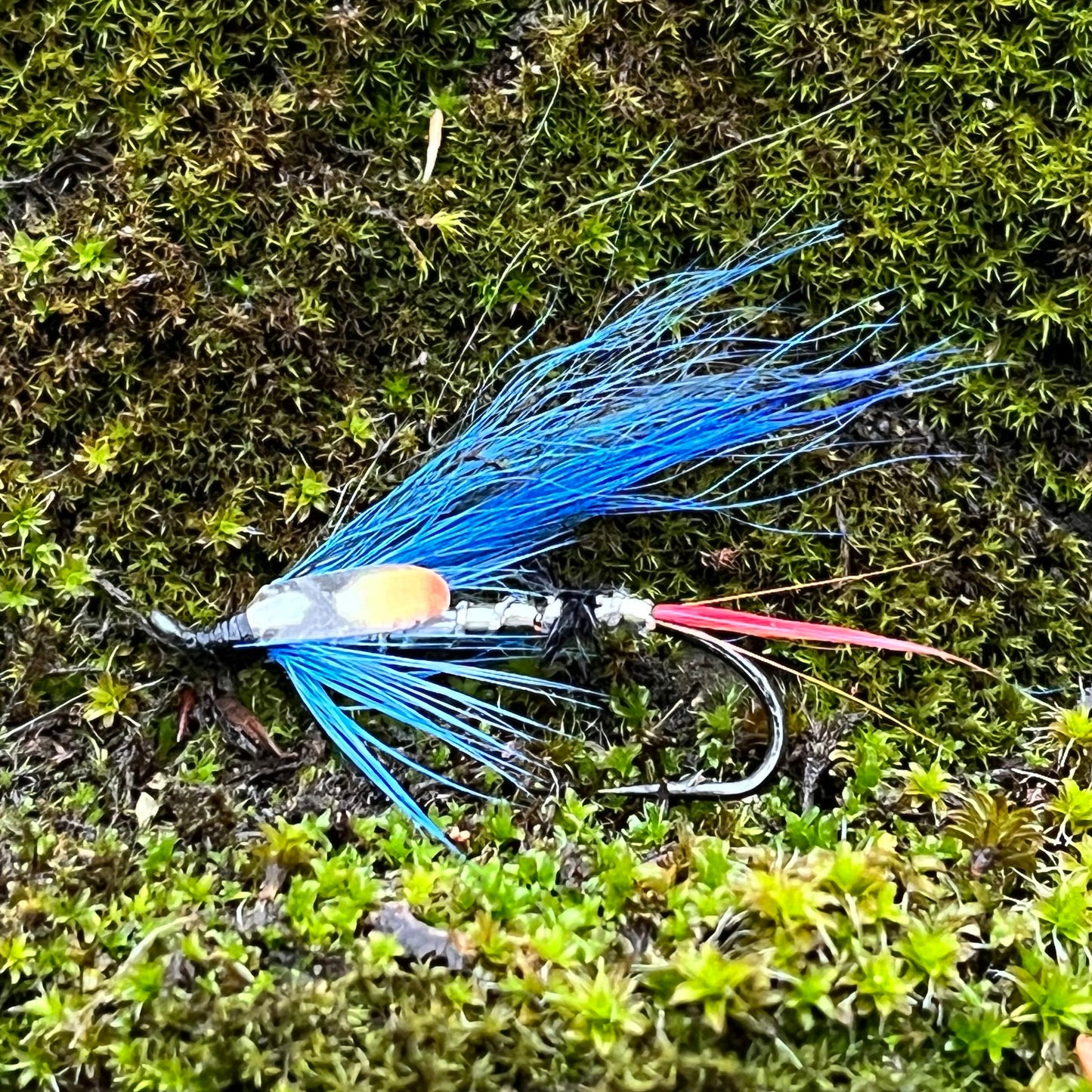 Blue Highlander