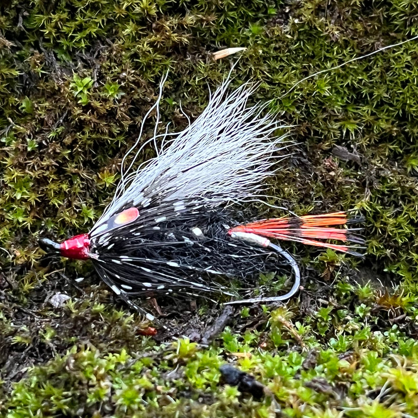 Skunk