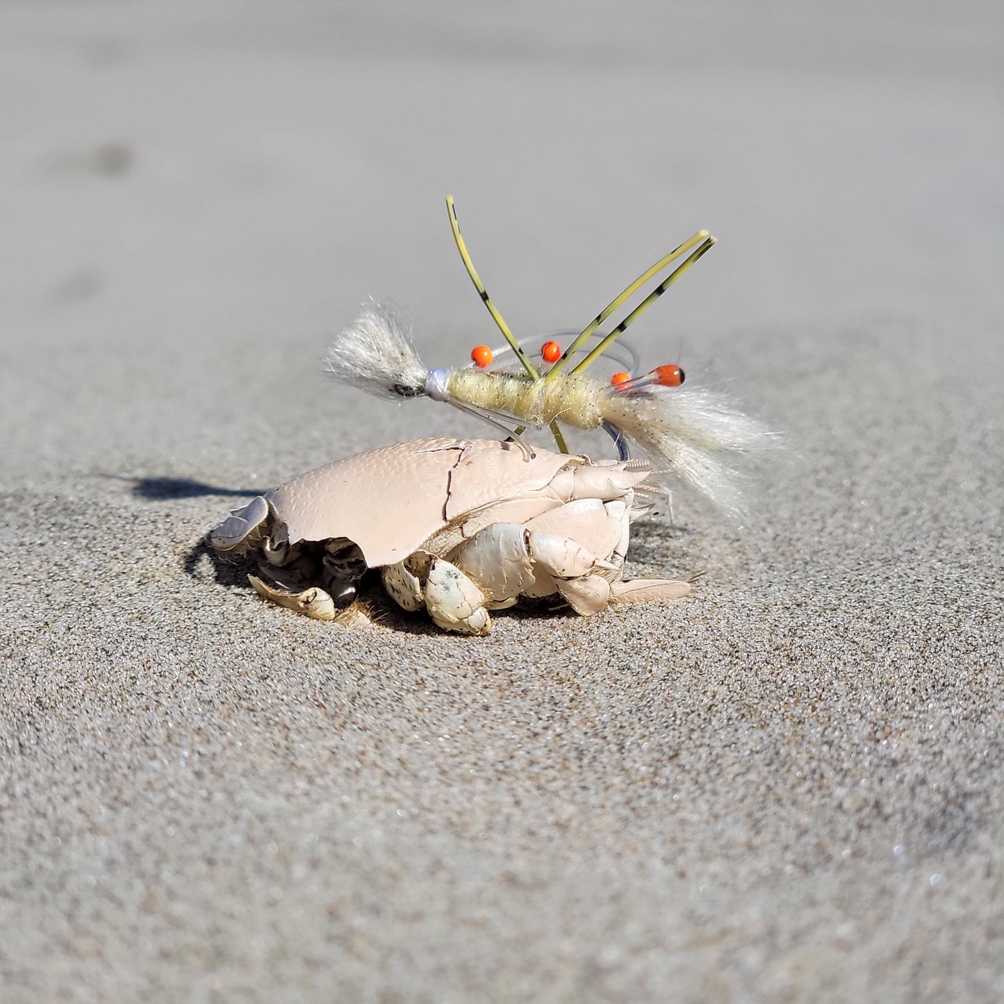 Sand Prawn | Size #4