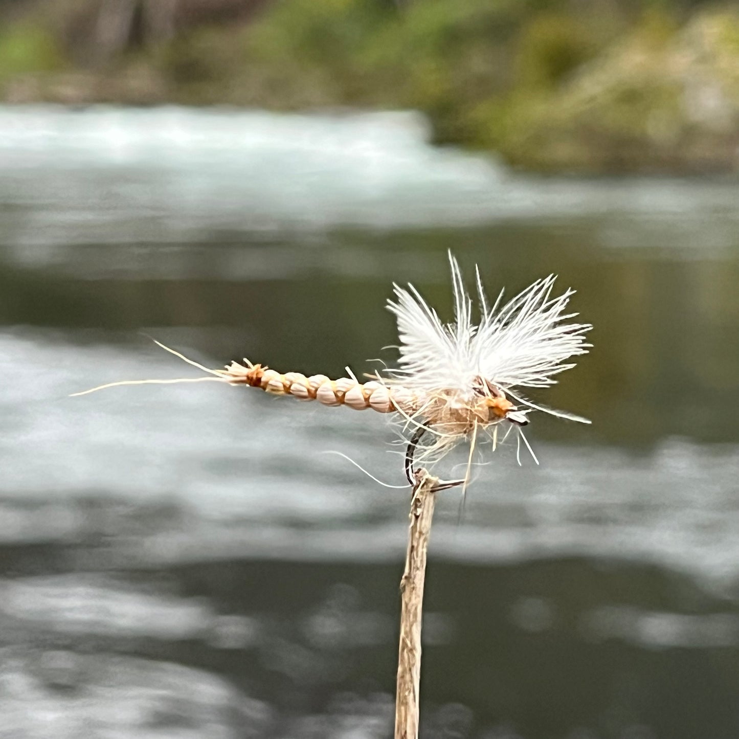 CDC Mayfly Deer Hair Body - (Pack of 3)