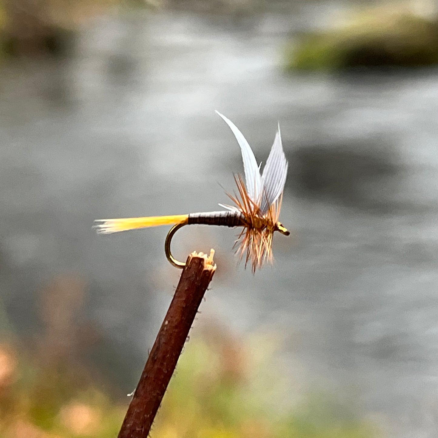 Ginger Quill - (Pack of 3)