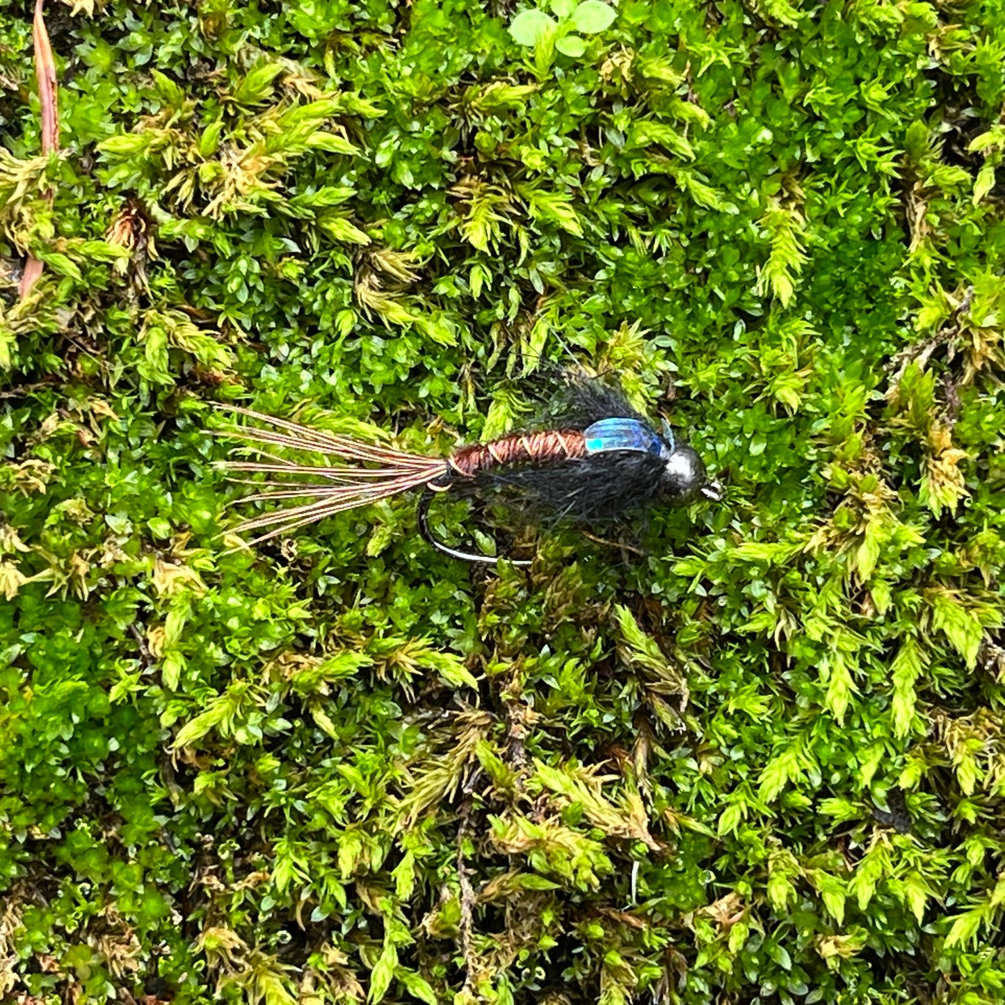 Tungsten Bead Head Caddis Nymph - (Pack of 3)