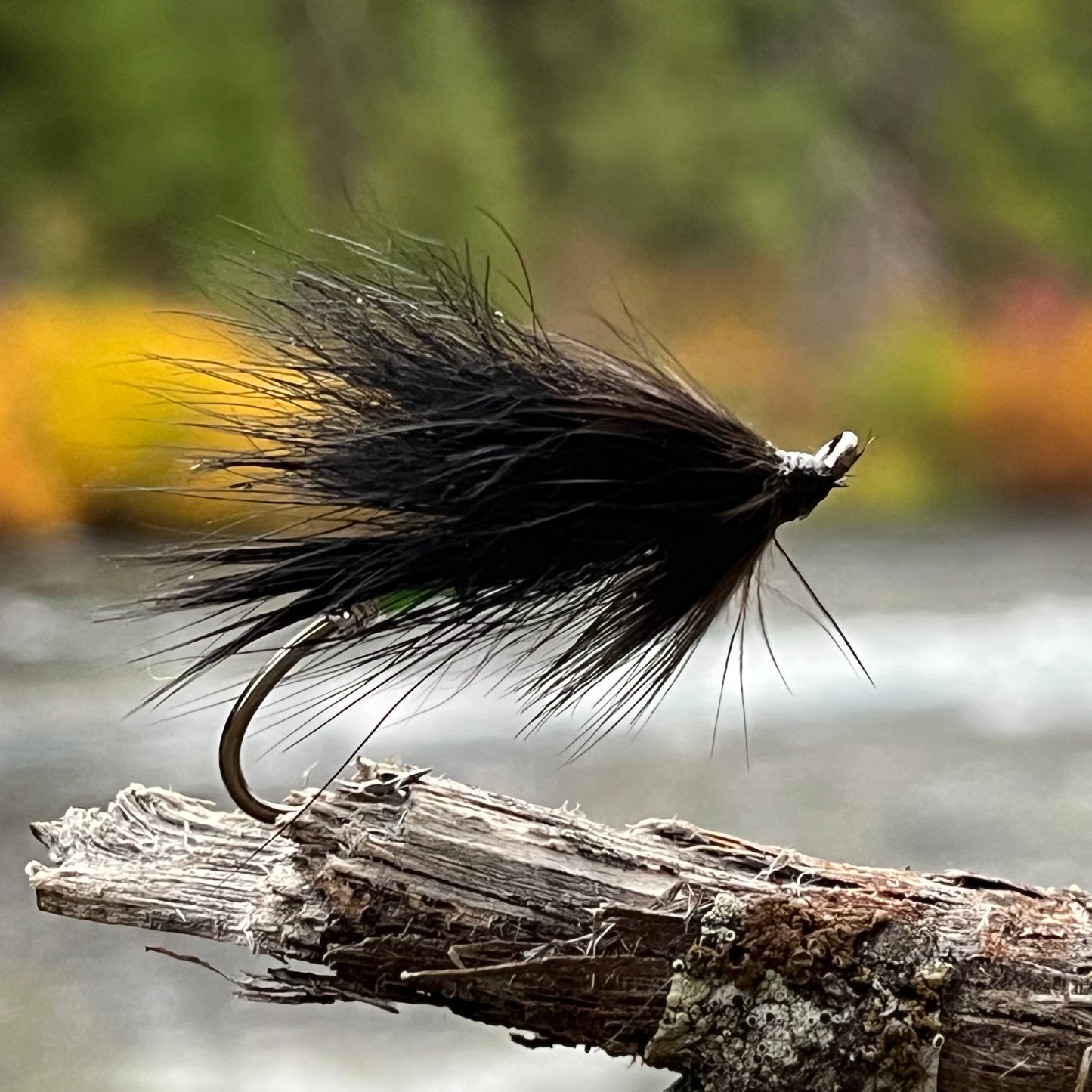 Black Bear