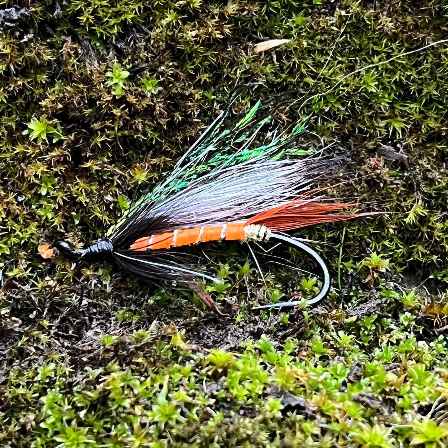 Cosseboom Orange